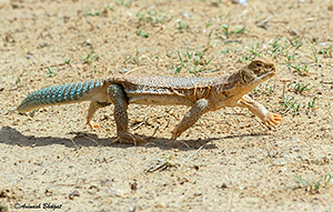 Laudakia erythrogastra